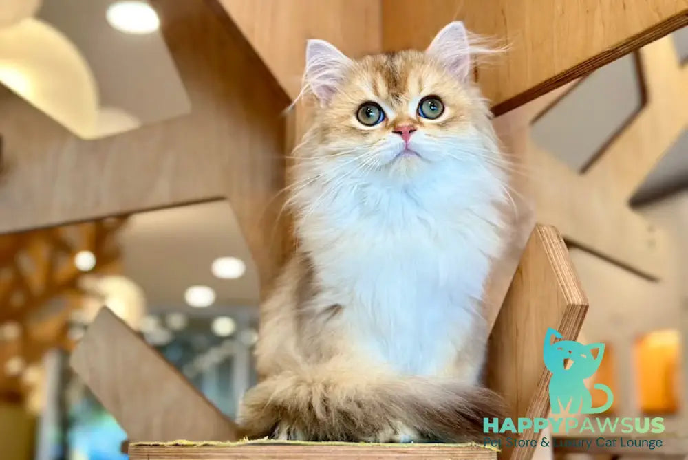 Barney British Longhair male chocolate golden shaded - live animals