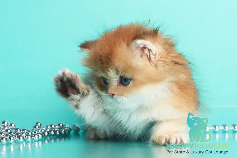 Barney British Longhair male chocolate golden shaded - live animals