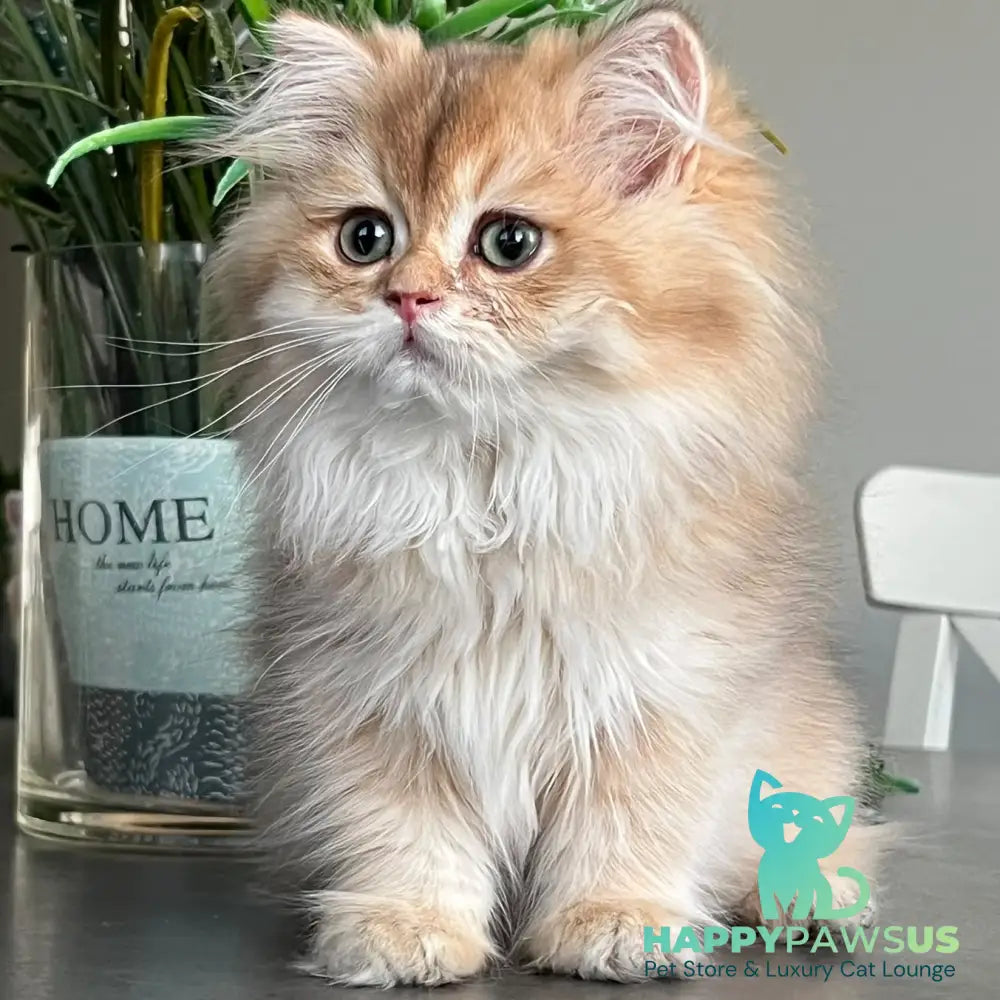 Barney British Longhair male chocolate golden shaded - live animals