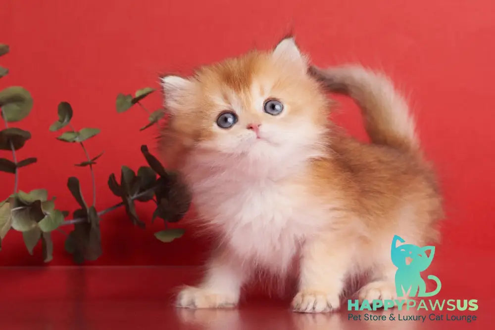 Barney British Longhair male chocolate golden shaded - live animals