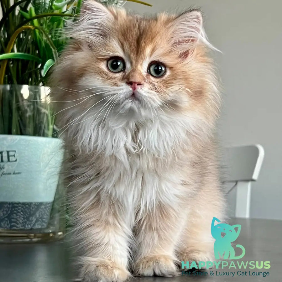 Barney British Longhair male chocolate golden shaded - live animals