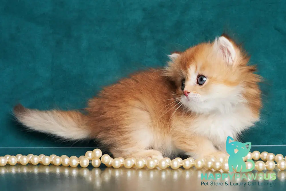 Barney British Longhair male chocolate golden shaded - live animals