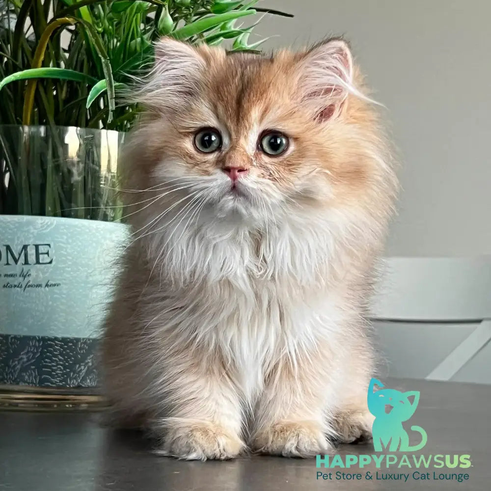 Barney British Longhair male chocolate golden shaded - live animals