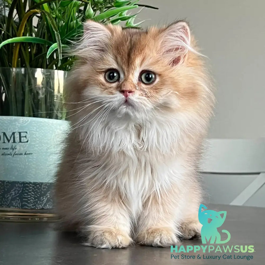 Barney British Longhair male chocolate golden shaded - live animals