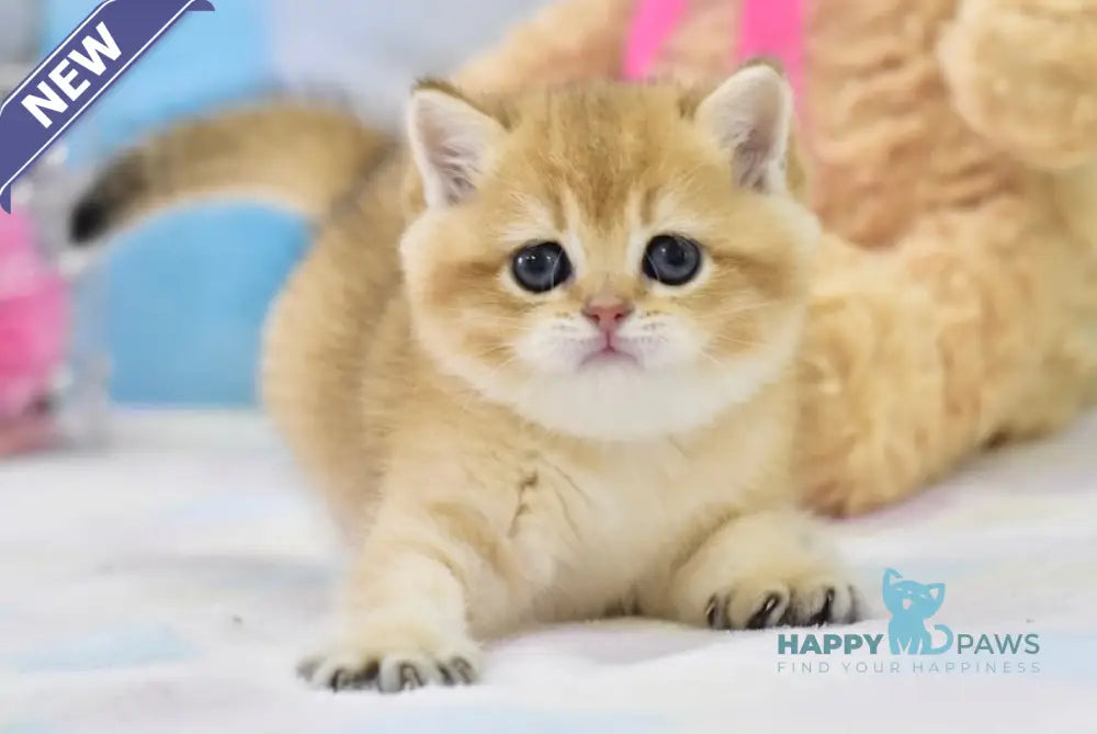 Barney British Shorthair male black golden shaded live animals