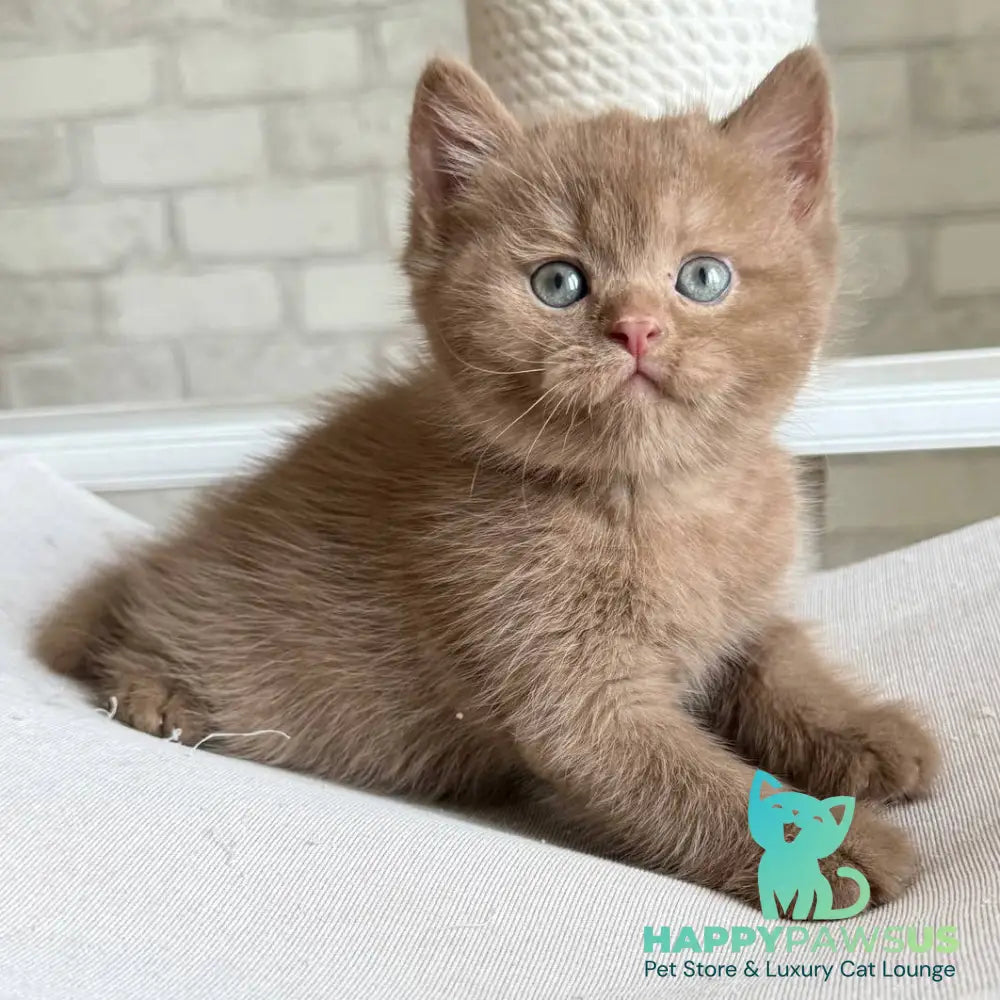 Barney British Shorthair male cinnamon - live animals