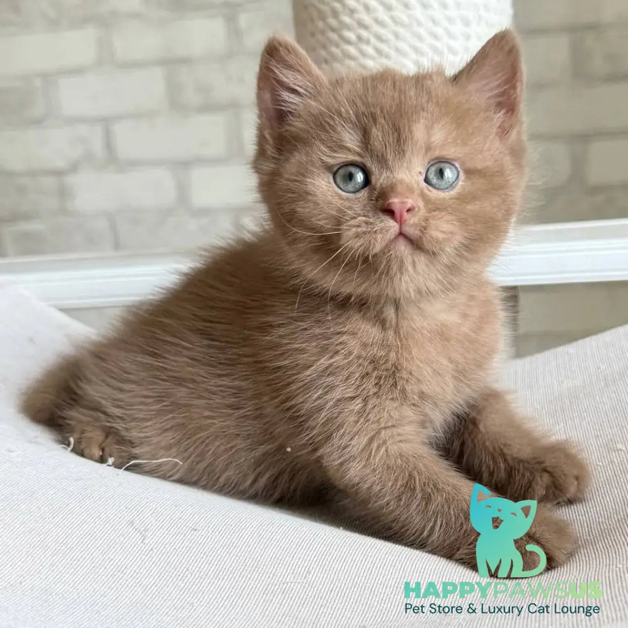 Barney British Shorthair male cinnamon - live animals