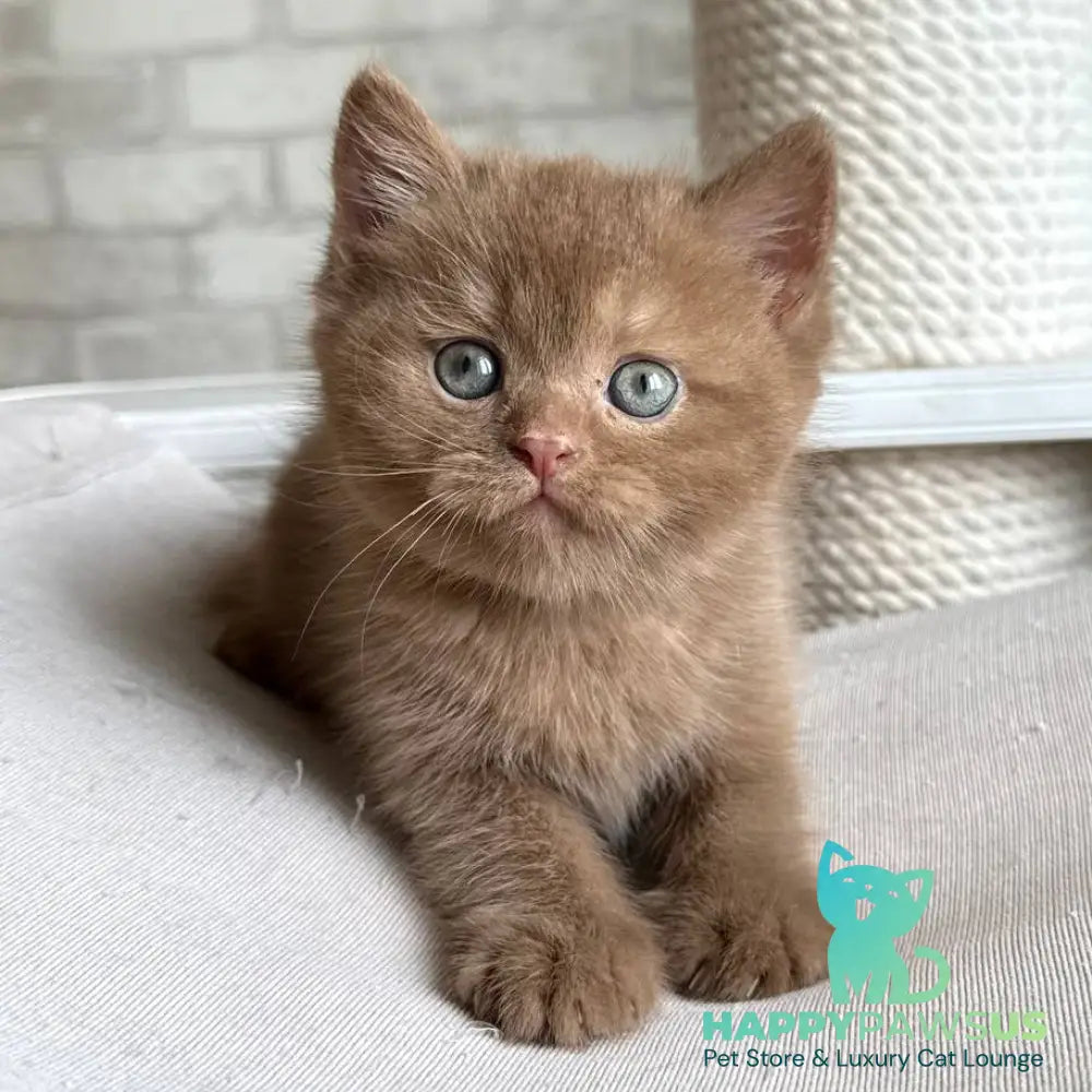 Barney British Shorthair male cinnamon - live animals