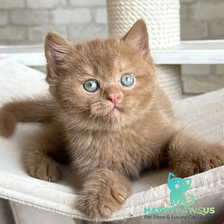Barney British Shorthair male cinnamon - live animals