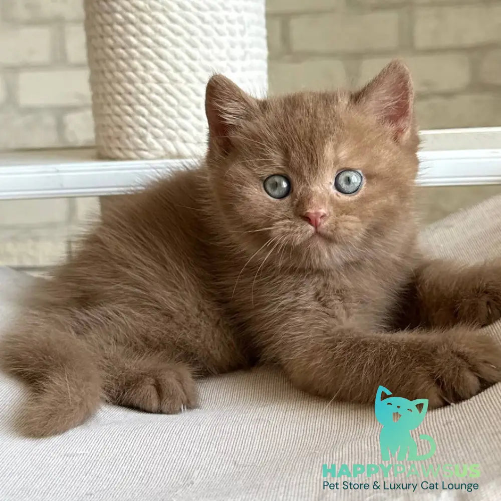 Barney British Shorthair male cinnamon - live animals