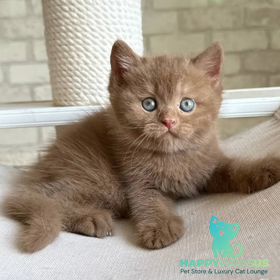 Barney British Shorthair male cinnamon - live animals