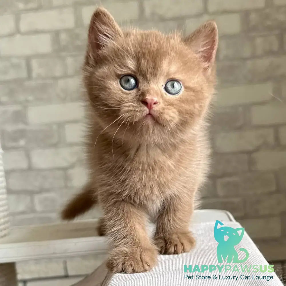 Barney British Shorthair male cinnamon - live animals