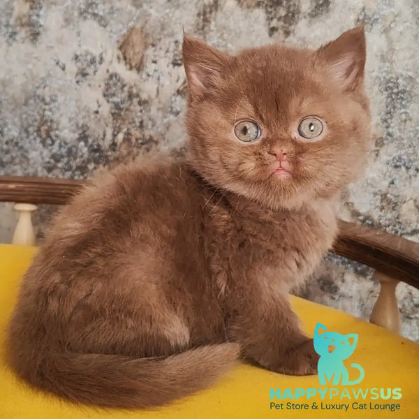 Barney British Shorthair male cinnamon - live animals