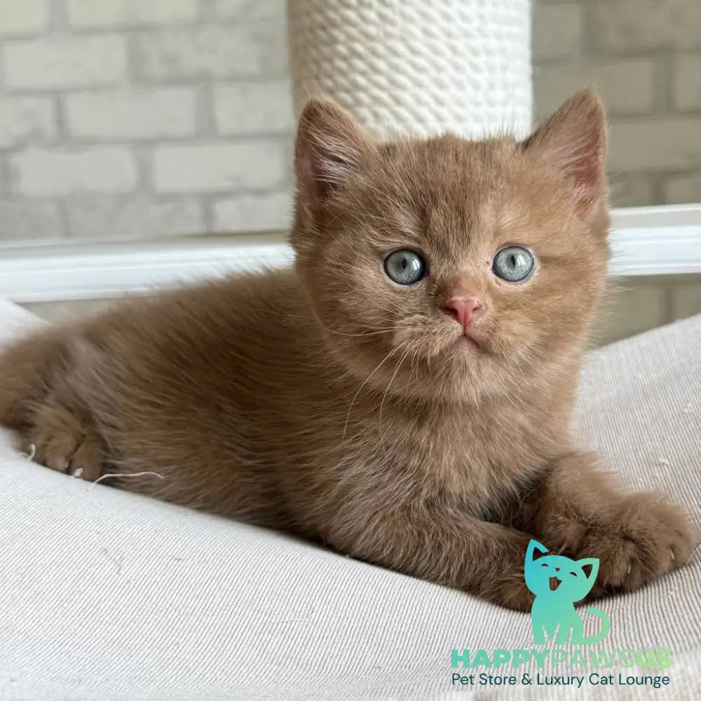Barney British Shorthair male cinnamon - live animals