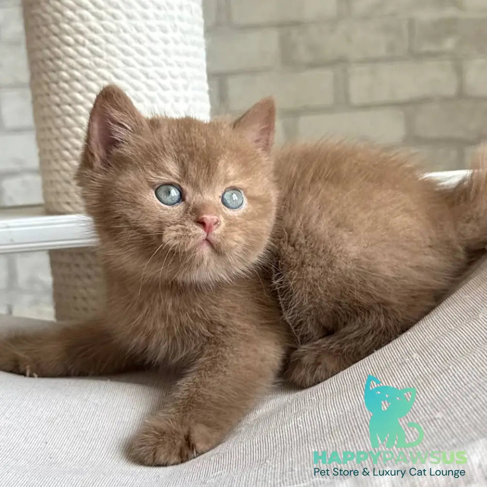 Barney British Shorthair male cinnamon - live animals