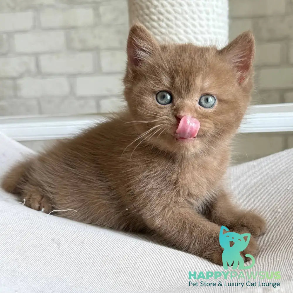 Barney British Shorthair male cinnamon - live animals