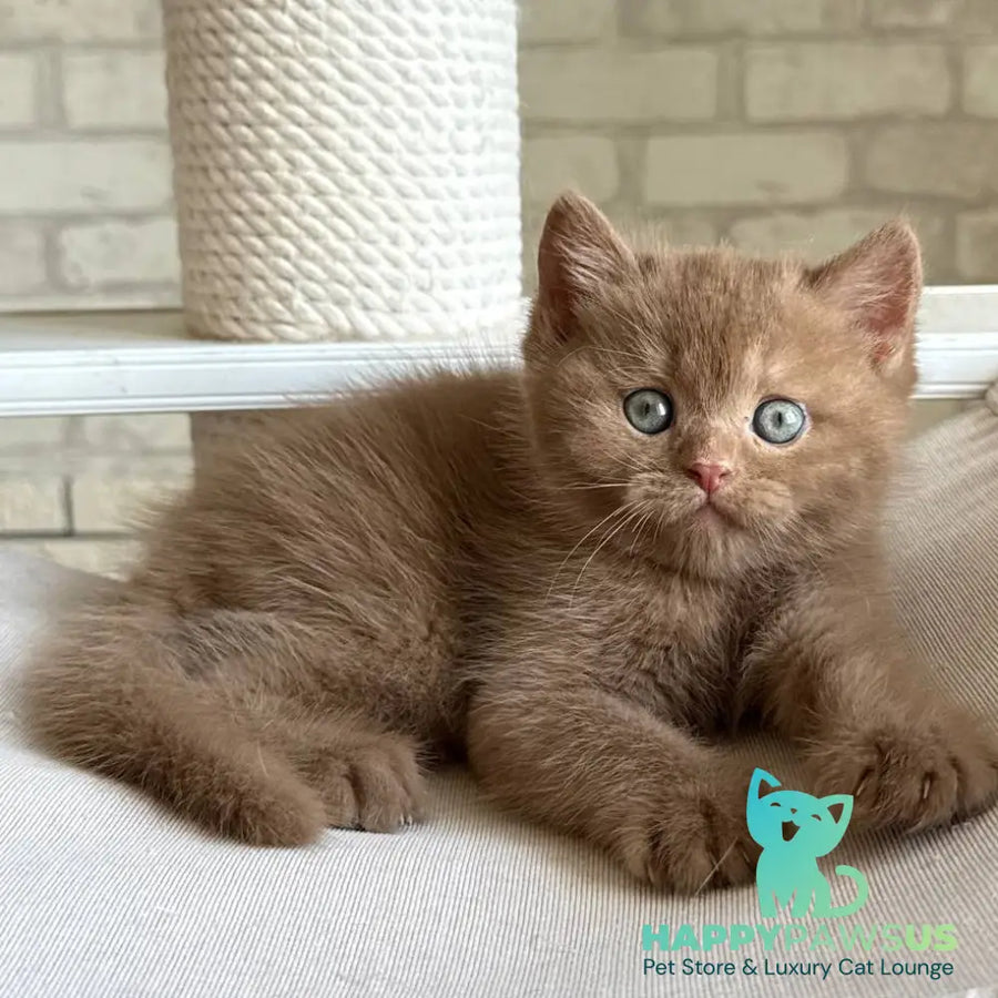 Barney British Shorthair male cinnamon - live animals