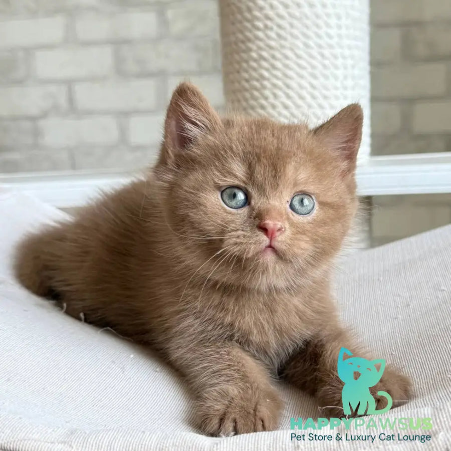 Barney British Shorthair male cinnamon - live animals