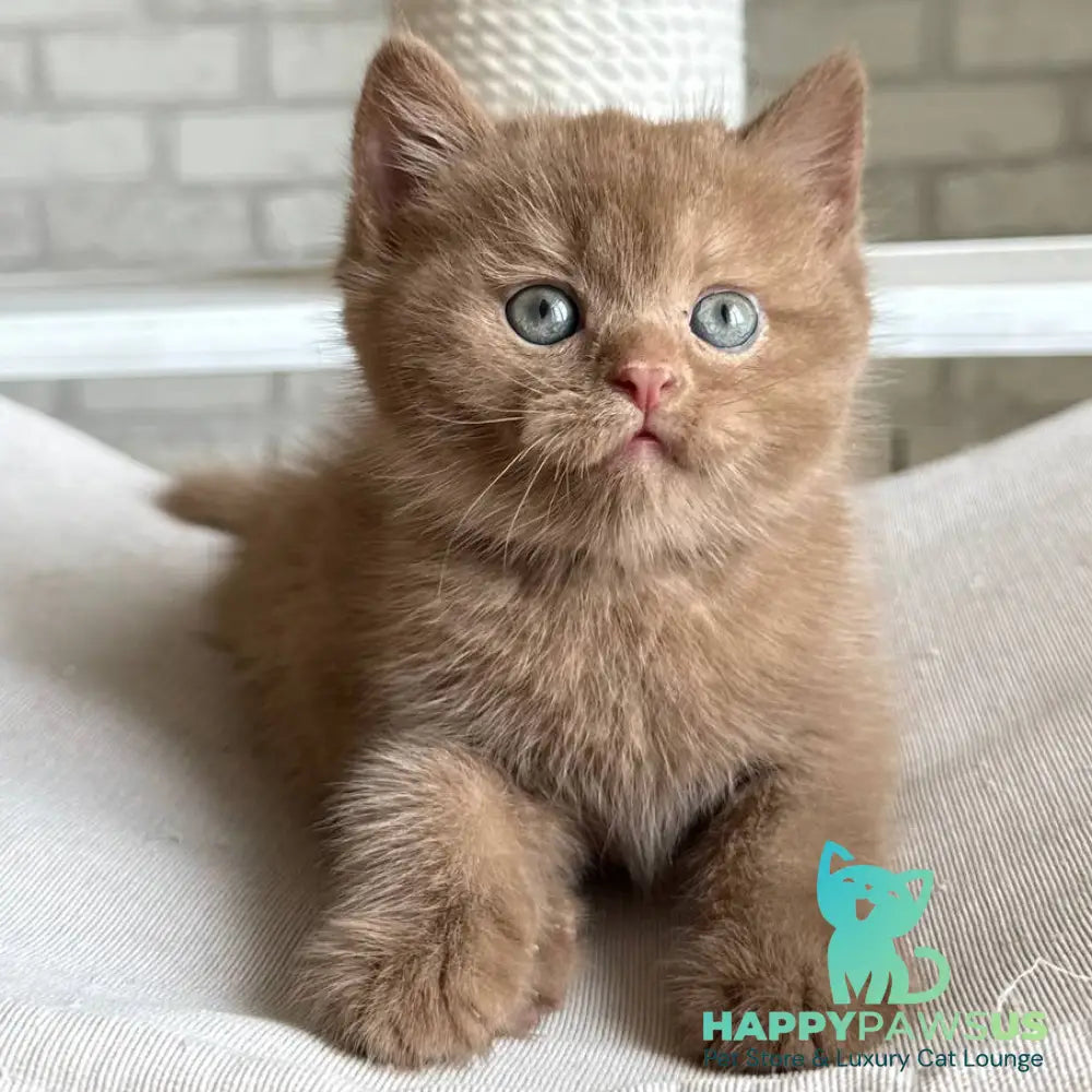 Barney British Shorthair male cinnamon - live animals