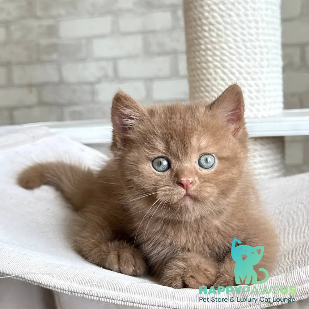 Barney British Shorthair male cinnamon - live animals