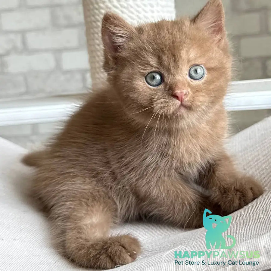 Barney British Shorthair male cinnamon - live animals