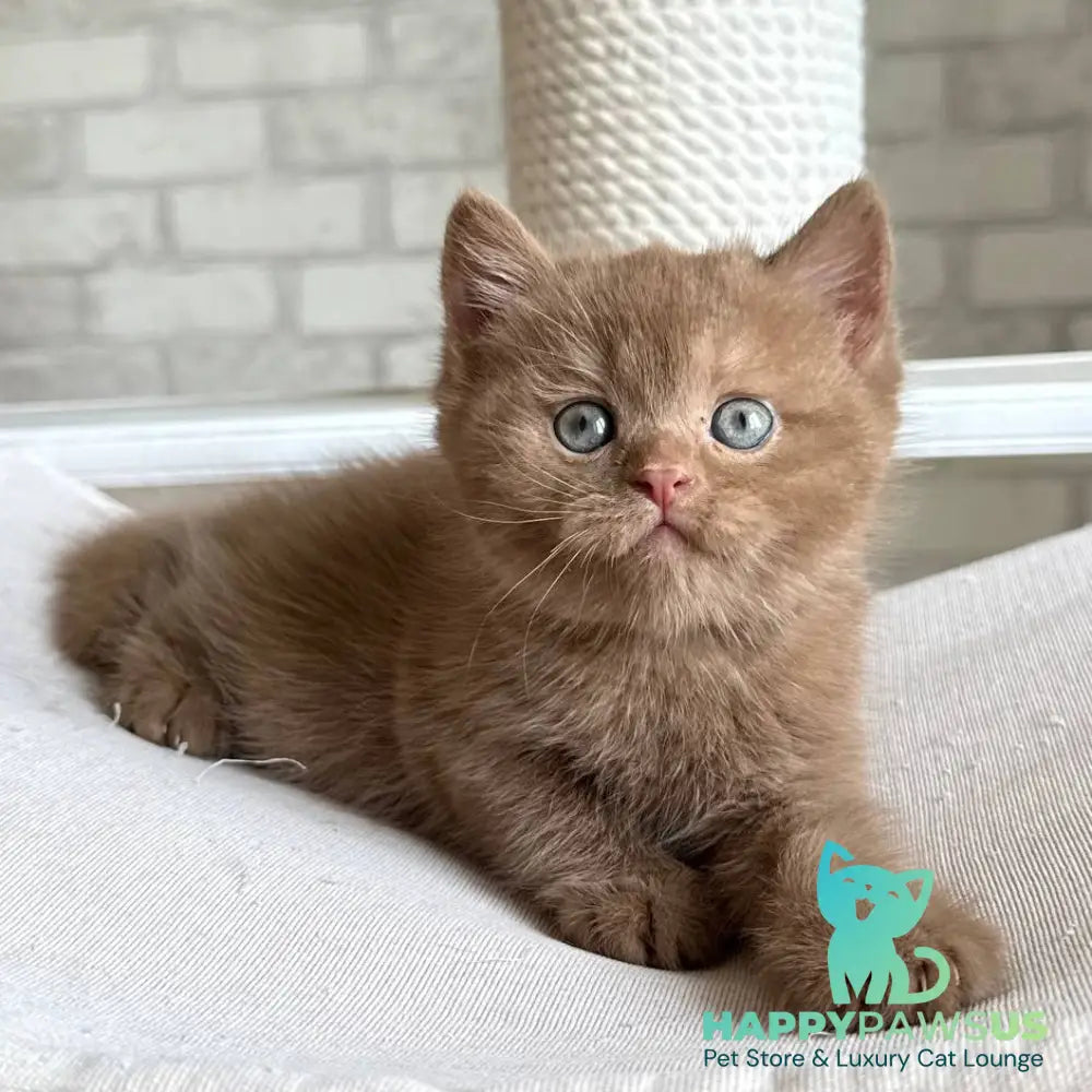 Barney British Shorthair male cinnamon - live animals