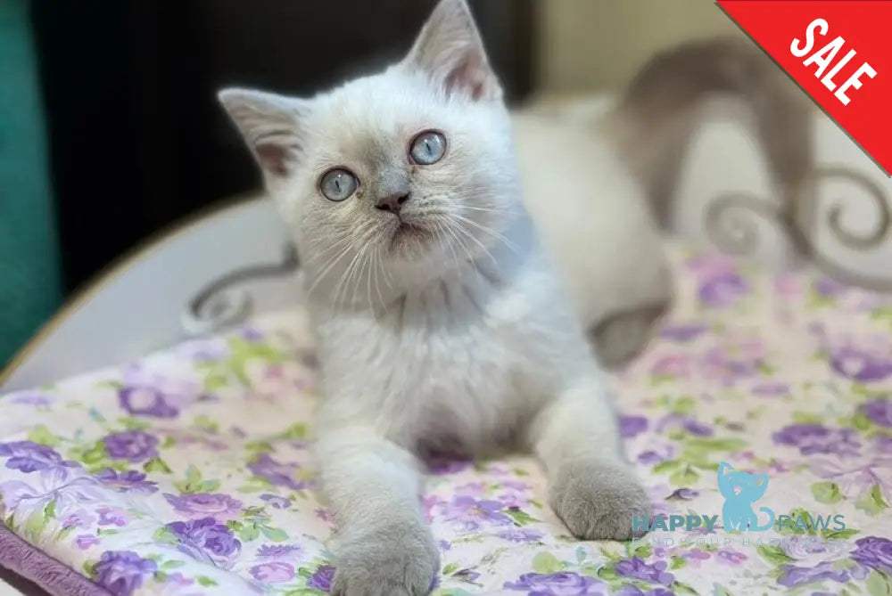Barney British Shorthair male lilac pointed live animals