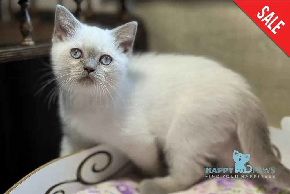 Barney British Shorthair male lilac pointed live animals