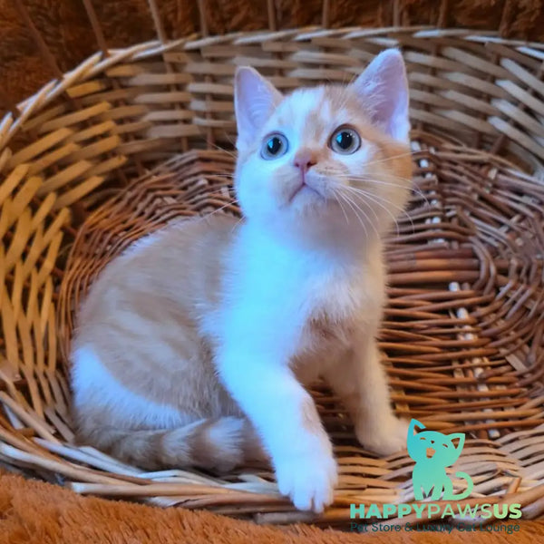 Barney British Shorthair male red bicolour - live animals