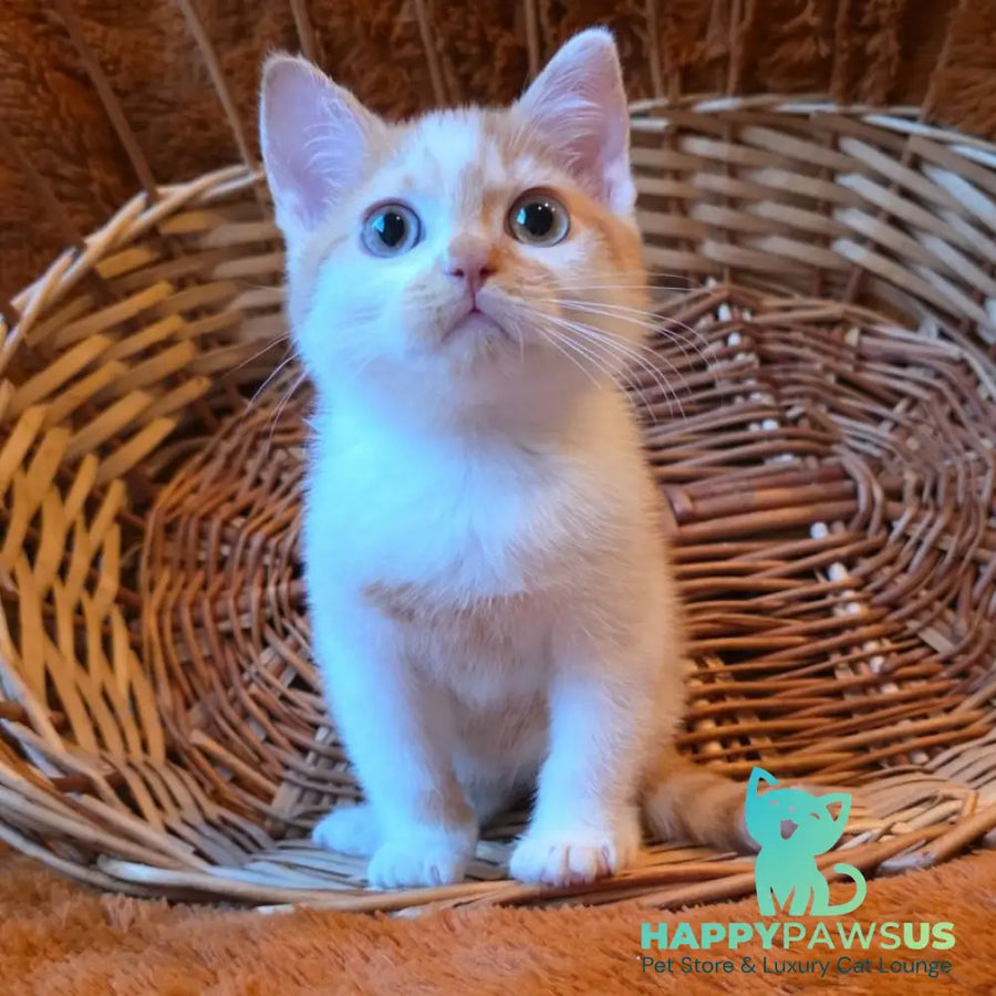 Barney British Shorthair male red bicolour - live animals