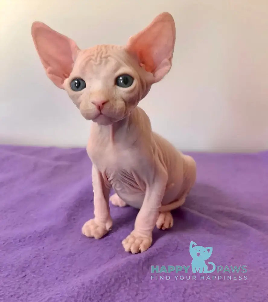Barney Elf male white live animals