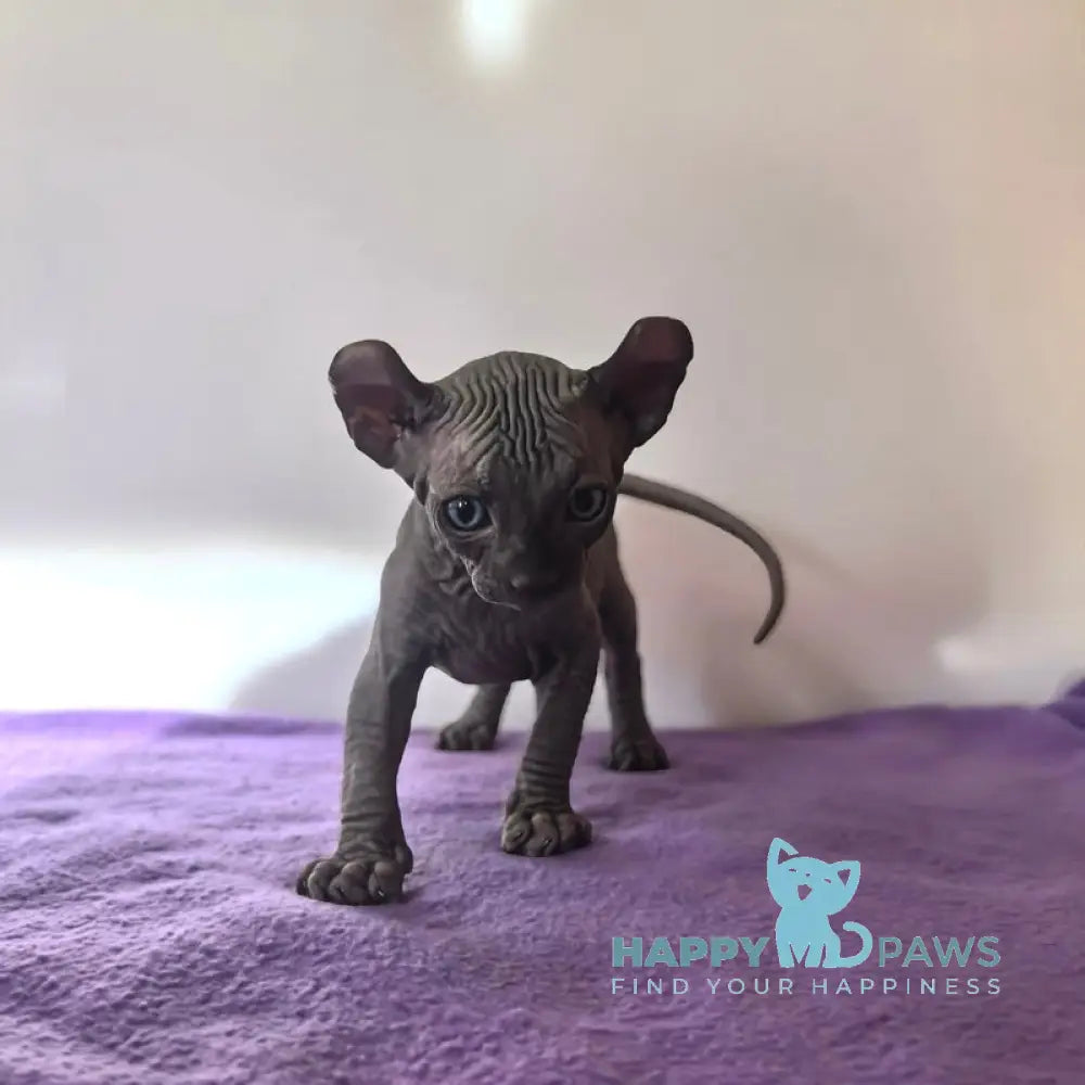 Barney Elf male black live animals