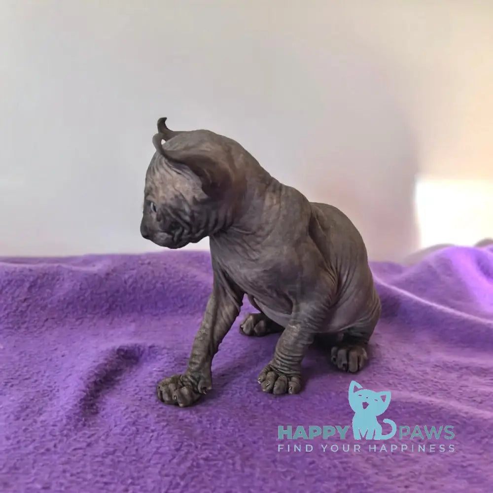 Barney Elf male black live animals