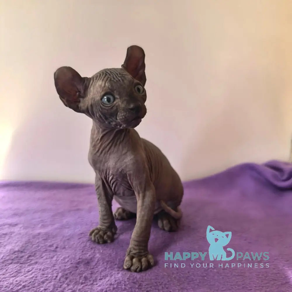 Barney Elf male black live animals