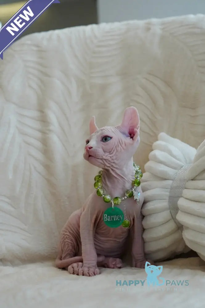 Barney Elf male white live animals