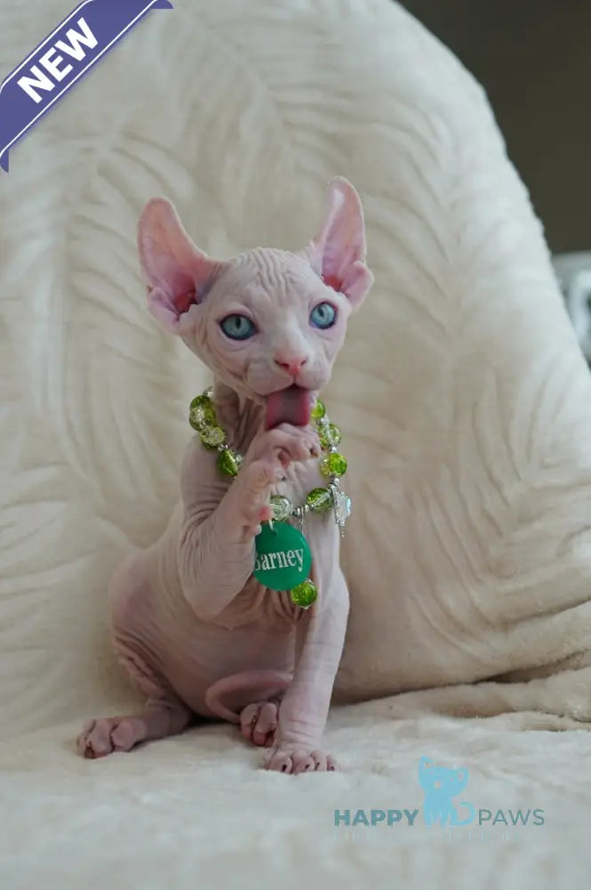Barney Elf male white live animals