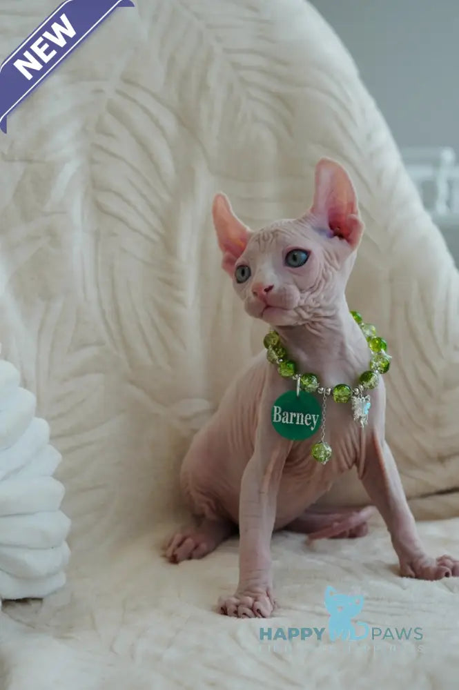 Barney Elf male white live animals