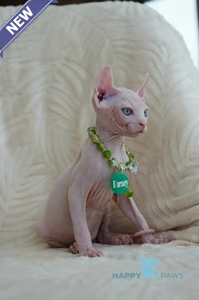 Barney Elf male white live animals