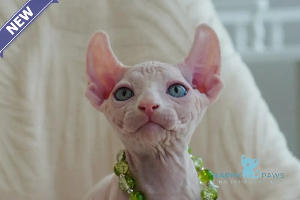Barney Elf male white live animals