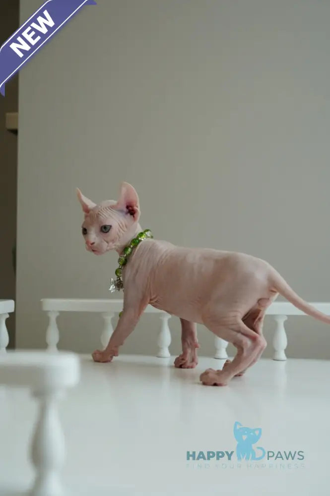 Barney Elf male white live animals