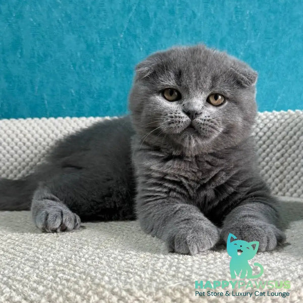Barney Scottish Fold male blue - live animals