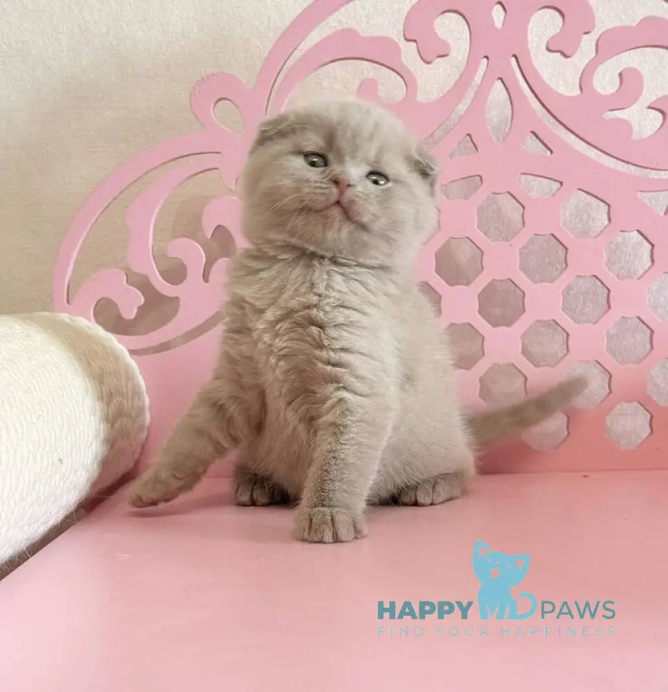Barney Scottish Fold male lilac live animals