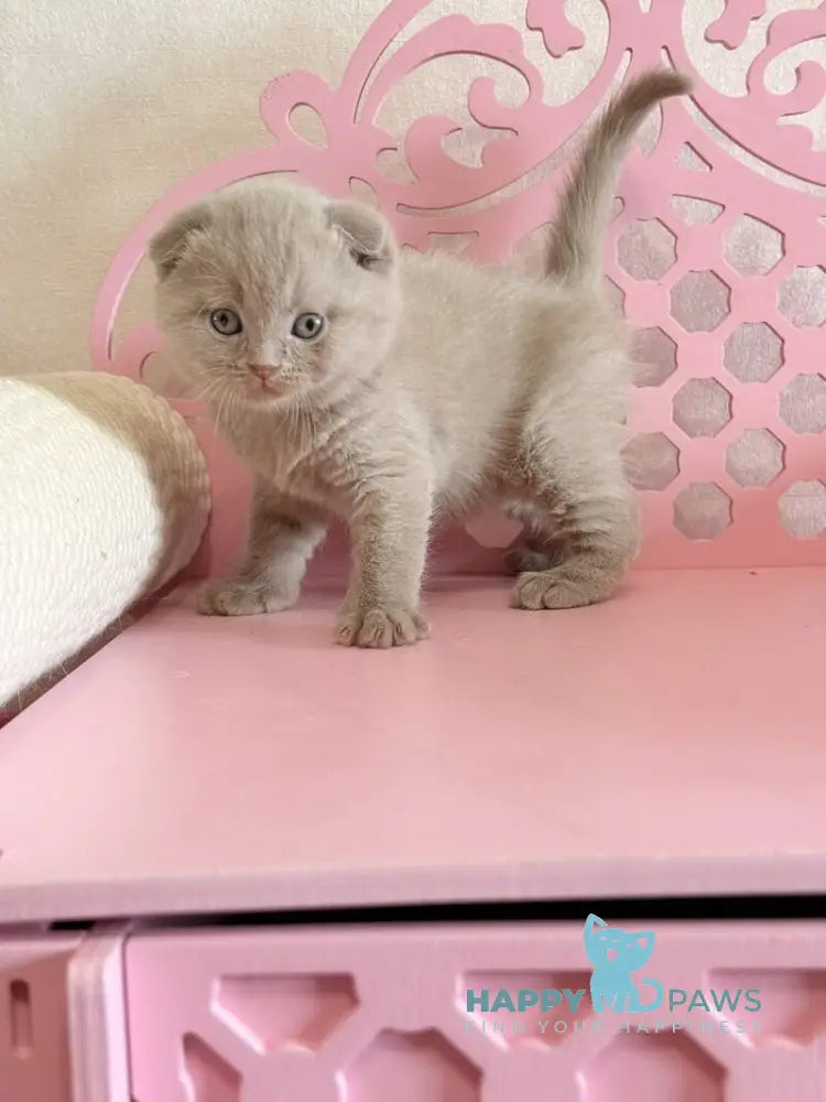 Barney Scottish Fold male lilac live animals