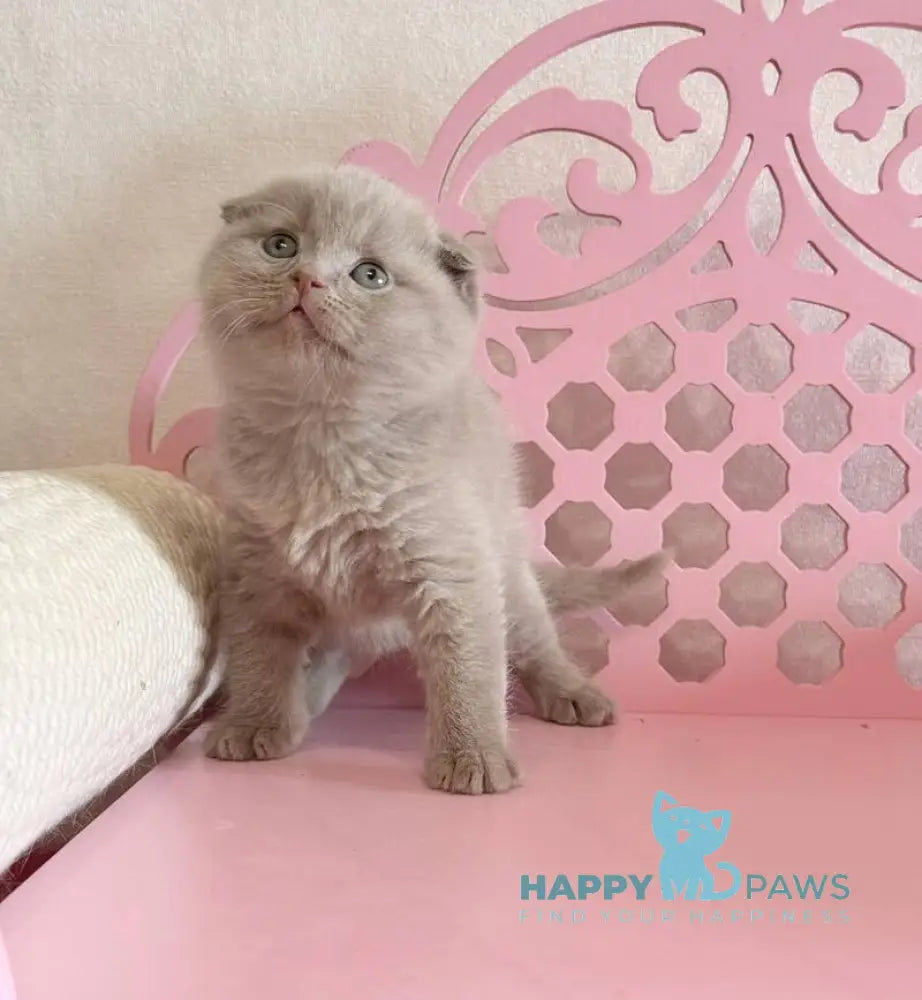 Barney Scottish Fold male lilac live animals