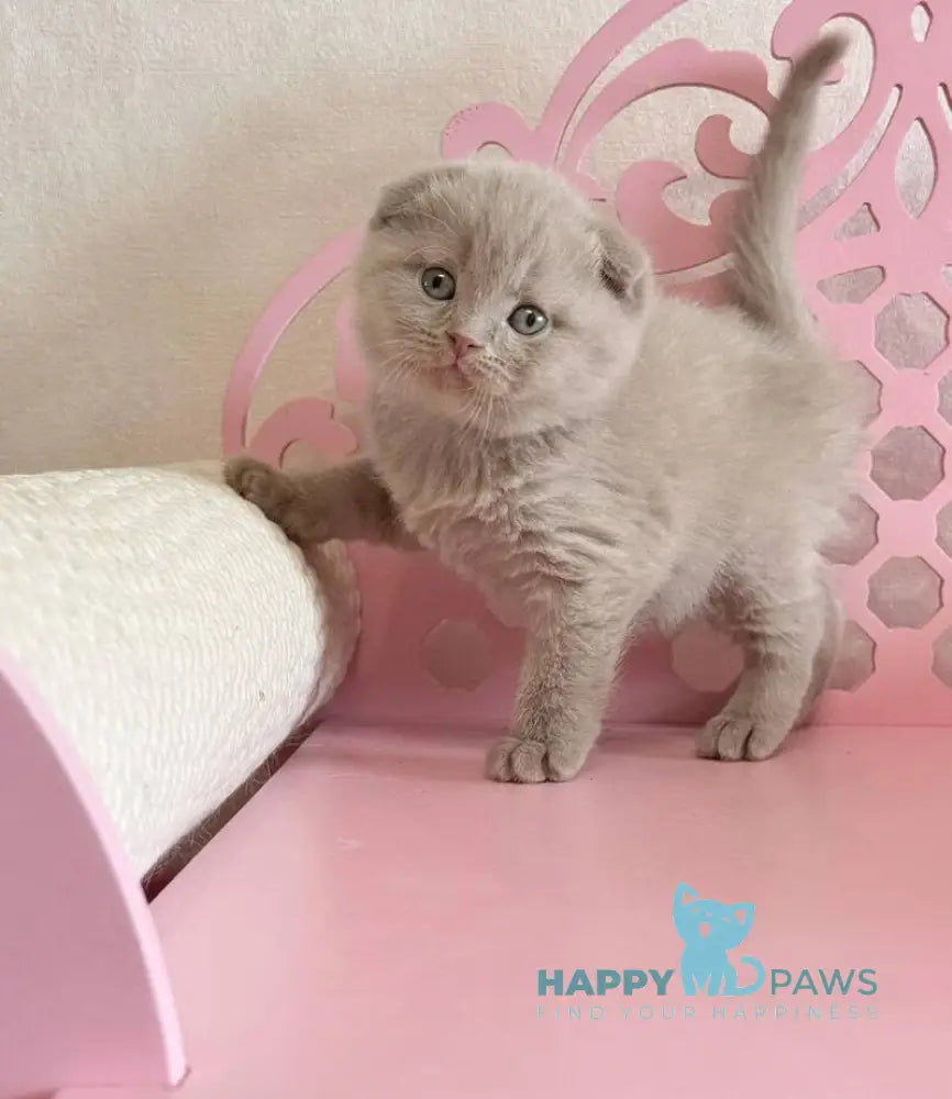 Barney Scottish Fold male lilac live animals