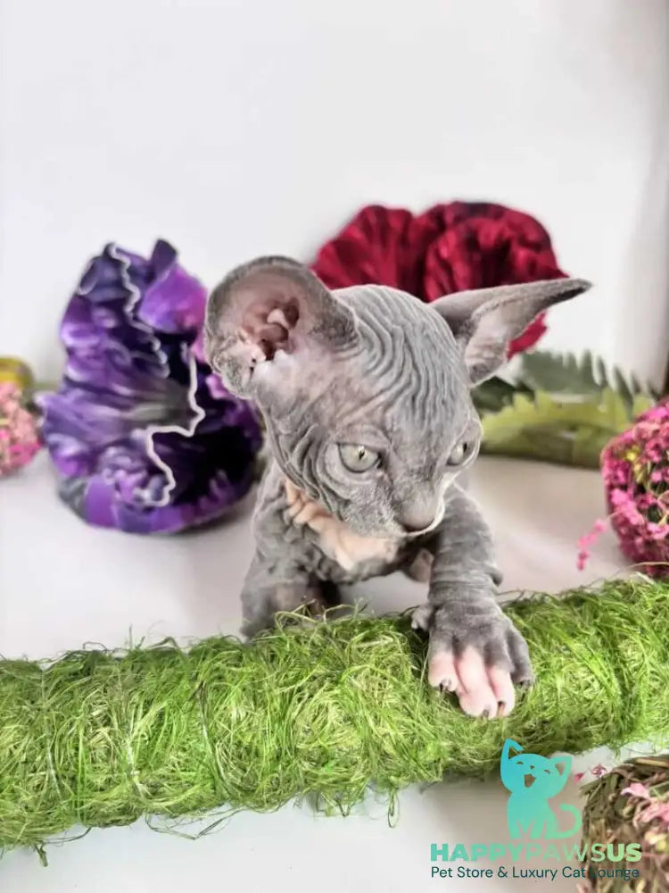 Barni Bambino male blue bicolour - live animals