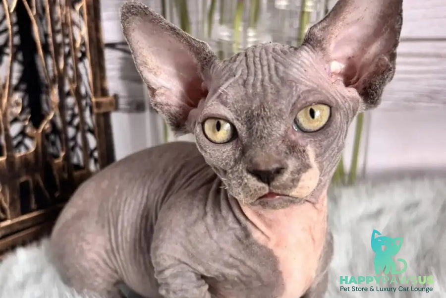 Barni Bambino male blue bicolour - live animals