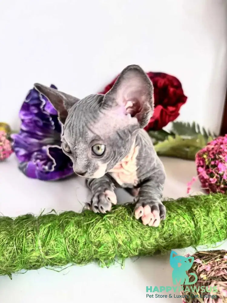 Barni Bambino male blue bicolour - live animals