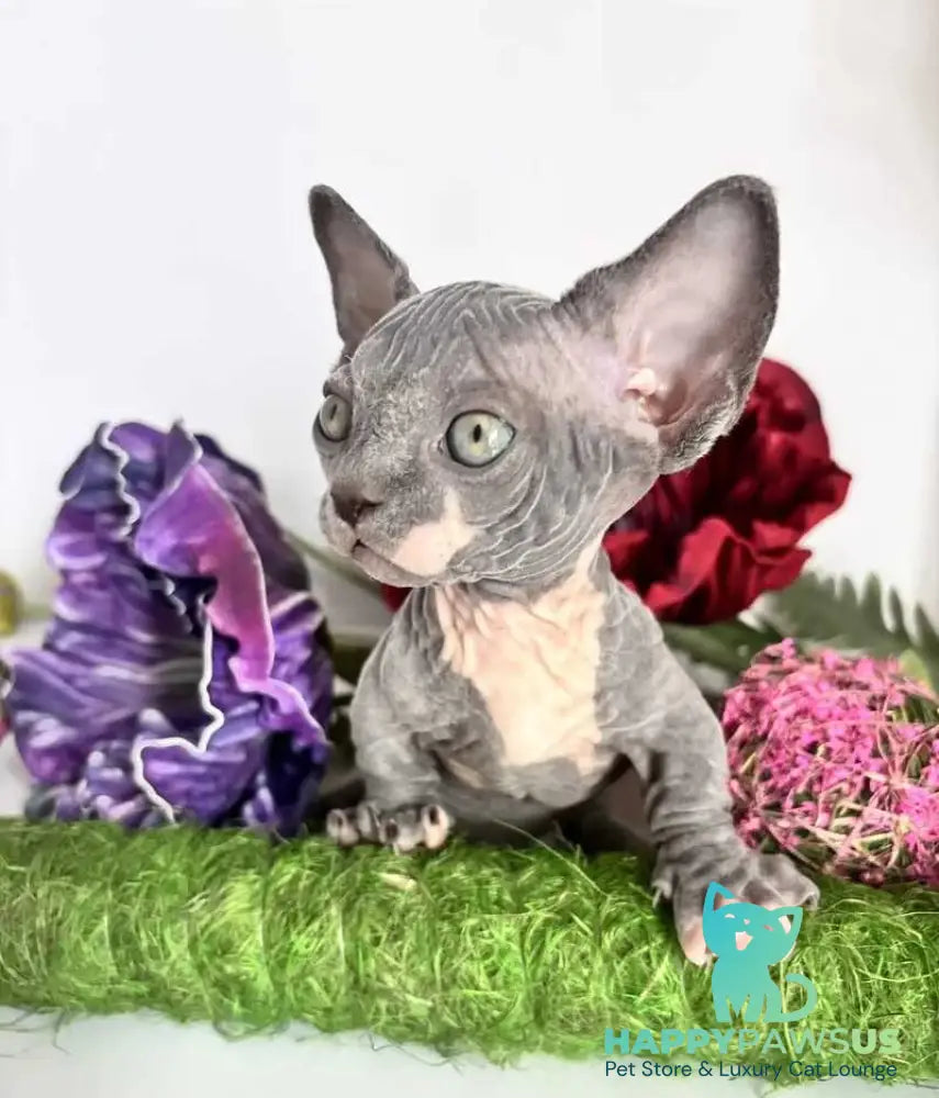 Barni Bambino male blue bicolour - live animals
