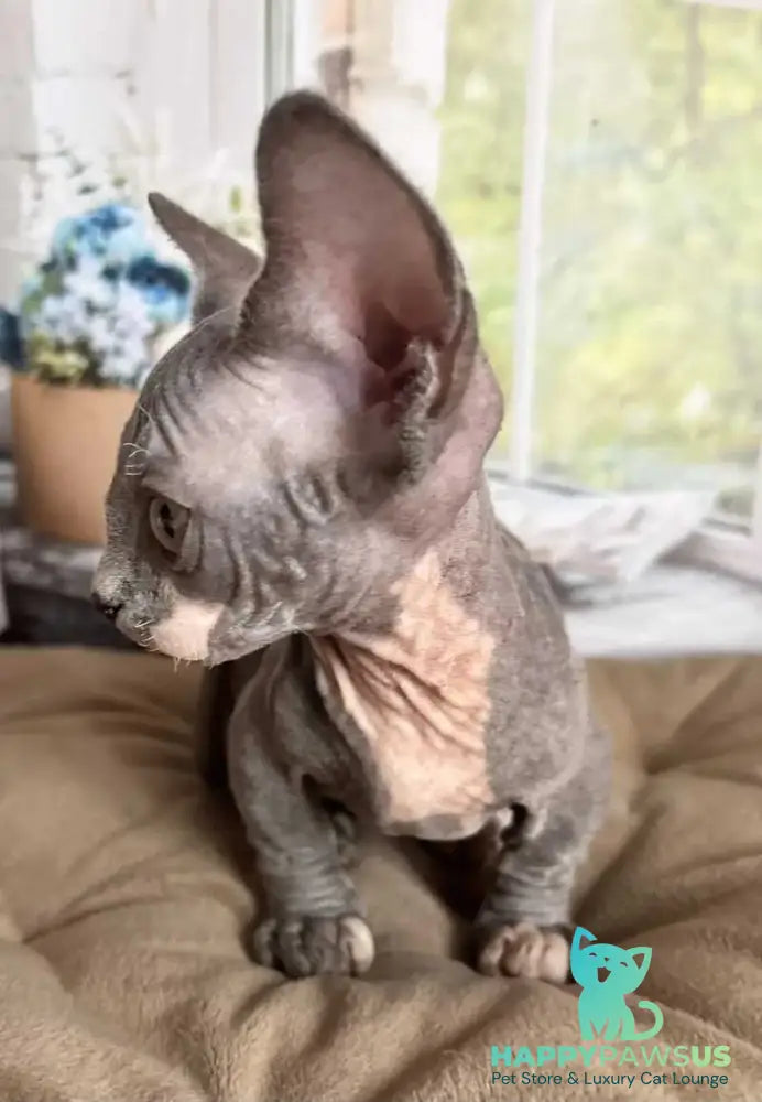 Barni Bambino male blue bicolour - live animals